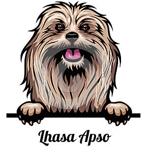 Head Lhasa Apso - dog breed. Color image of a dogs head isolated on a white background photo