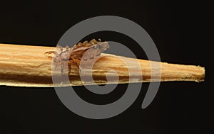 Head lice (louse) crept on a toothpick