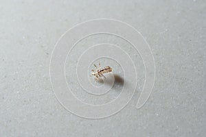 Head lice louse.