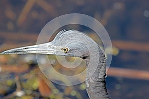 The Head of a Little Blue Heron