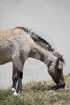 Head of a little foal grazing