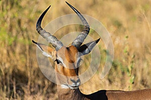 the head and the long horns of an impala antelope