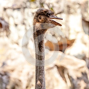 Head and long neck an ostrich