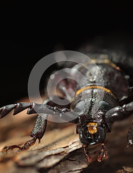 Head of Longhorn beetle (Prionus coriarius