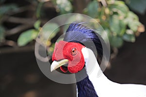 Head of lophura nycthemera