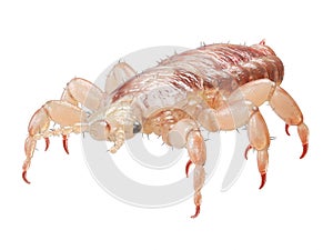 A head louse