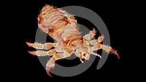 A head louse