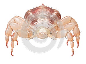 A head louse