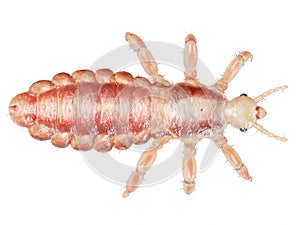 A head louse