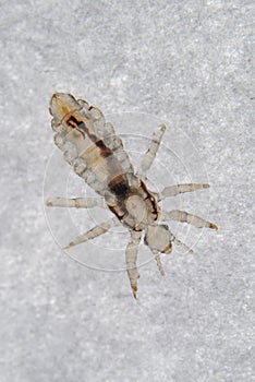 Head louse - Head lice