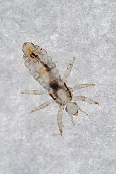 Head louse - Head lice photo