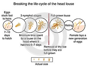 Head louse life cycle