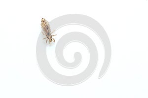 Head louse on a white background closeup macro photo