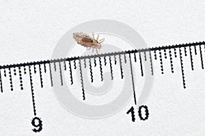 Head louse on a white background next to a ruler with centimeter