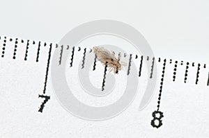 Head louse on a white background next to a ruler with centimeter