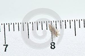 Head louse on a white background next to a ruler with centimeter