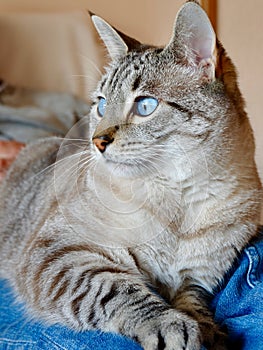 Head of lovely cat with blue eyes sitting on the legs of a man inside apartment. Grey feline keeping attention on the side