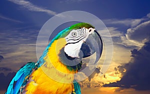 Head of macaw against dawn sky