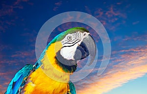 Head of macaw against sunrise sky