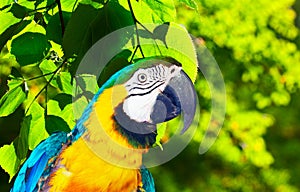 Head of macaw in forest area