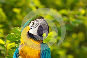 Head of macaw in wildness