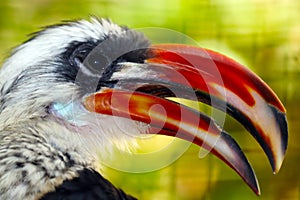 Head of a male decken hornbill with an open beak in profile view in front of a blurry floral background