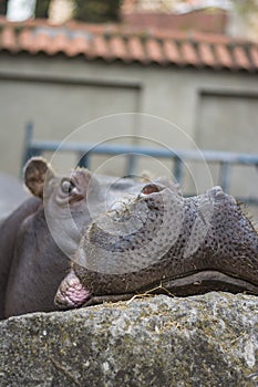 Head of male hippopotamus
