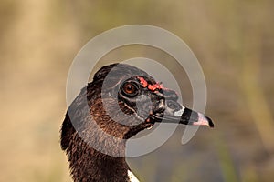 Head of a male Muscovy duck Cairina moschata