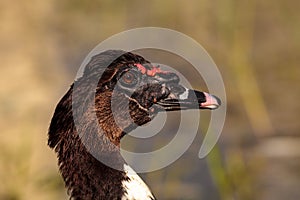 Head of a male Muscovy duck Cairina moschata