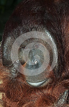 HEAD OF MALE ORANG UTAN pongo pygmaeus IN BORNEO