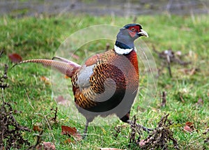 Head of male Pheasant.