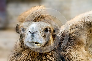 Head of a mammal animal home big camel