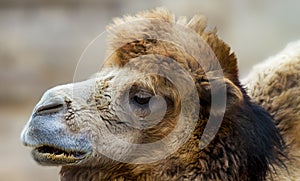 Head of a mammal animal home big camel