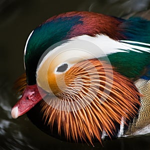 Head of Mandarin duck