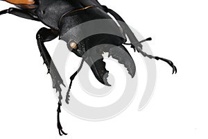 Head, mandible and front legs of large male beetle of stag beetle family Lucanidae, this particular native in Vietnam, on white ba