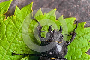 Head with mandibles of female stag beetle on the green leaves