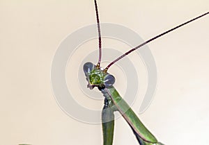 Head of mantis