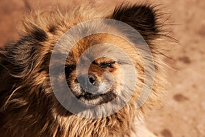 Head of a messy hairy little dog with closed teared eyes and black nose.