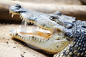 Head of Mexican crocodile