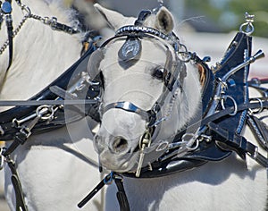 Head of Miniature Horse in Harness