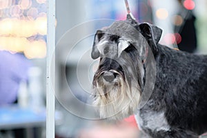 The head is a miniature schnauzer with pronounced eyebrows after a haircut