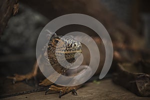 The head of the monitor lizard tracking the target