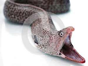 Head of Moray eel