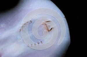 HEAD OF MOROTO RAY potamotrygon motoro