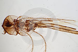 Head of a Mosquito