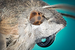 Head of moth macro