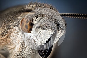 Head of moth macro