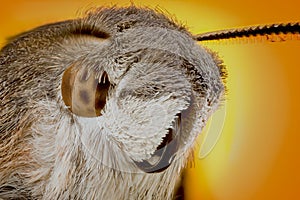 Head of moth macro