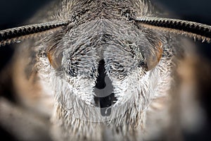 Head of moth macro