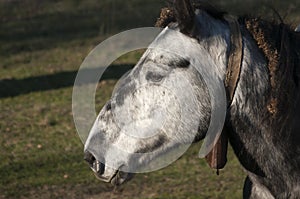 Head of mountain packhorse